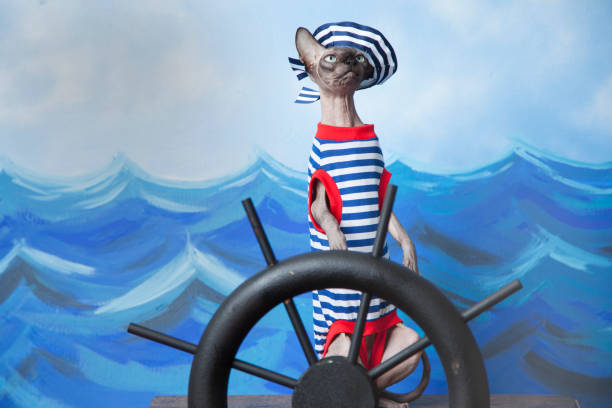gato esfinge en traje de marinero con tapa camisa y marinero pelada en ayuda de una nave - enzo fotografías e imágenes de stock