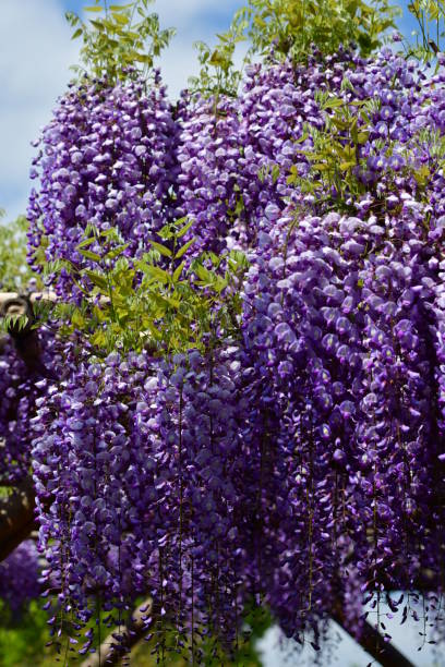 istock Japanese Wisteria Flowers 678289522