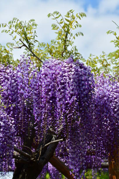 istock Japanese Wisteria Flowers 678289618