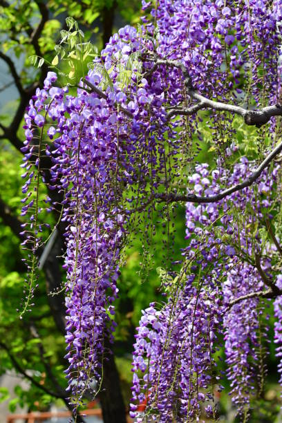 istock Japanese Wisteria Flowers 678291106