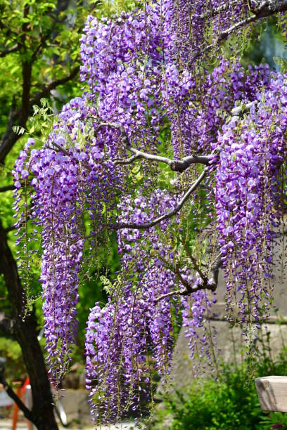 istock Japanese Wisteria Flowers 678291270