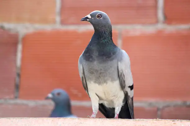 Bird pigeons