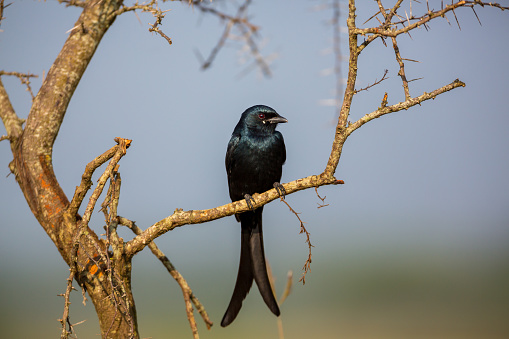 The fork-tailed drongo, also called the common, African , or savanna, is a species of the family Dicruridae, which are medium-sized birds of the Old World. It is native to the tropics and subtropics