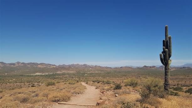 istock Arizona desert with a single large cactus and trail 678294090