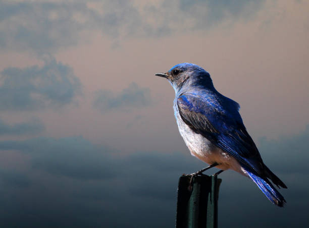 голубая птица на столбе забора - mountain bluebird bird bluebird blue стоковые фото и изображения