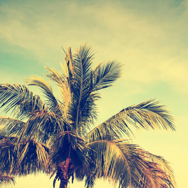 istock Coconut palm tree with vintage effect tone. 678322396