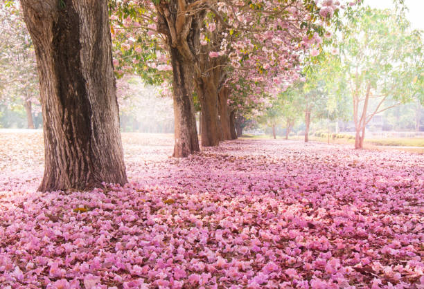 istock Romantic Blossom tree over nature background in Spring season 678323574