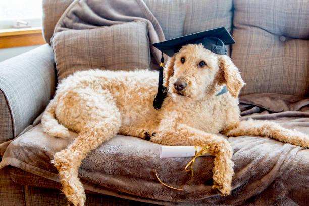 chien caniche portant graduation casquette avec diplôme sur un canapé gris - dog graduation hat school photos et images de collection