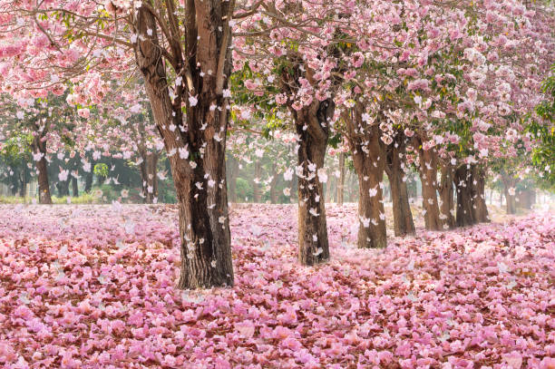 istock Romantic Blossom tree over nature background in Spring season 678324722