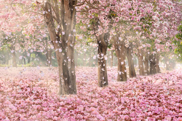 istock Romantic Blossom tree over nature background in Spring season 678325062