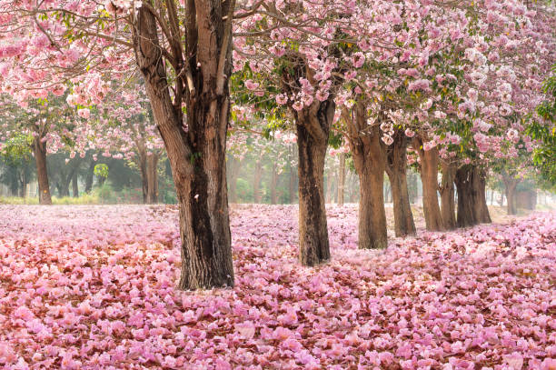 istock Romantic Blossom tree over nature background in Spring season 678325314