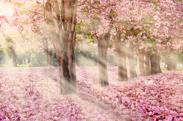 istock Romantic Blossom tree over nature background in Spring season 678325676