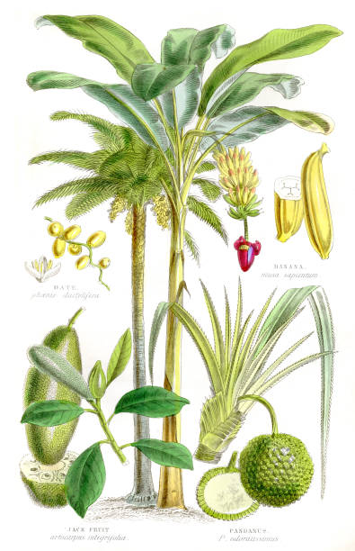 illustrations, cliparts, dessins animés et icônes de fruits gravure 1857 - banane fruit exotique