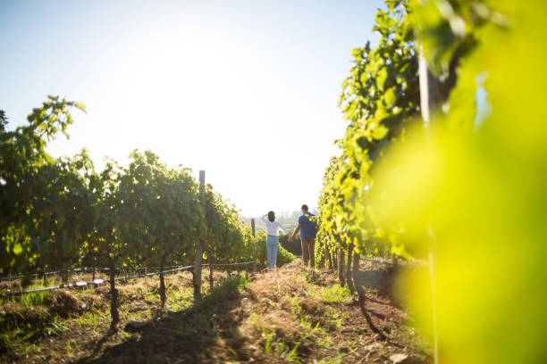 istock Distant view of couple holding hands at vineyard 678326574