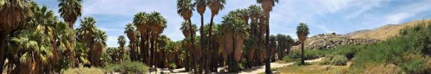 istock Panoramic of Palm Tree Oasis in the Desert 678338624
