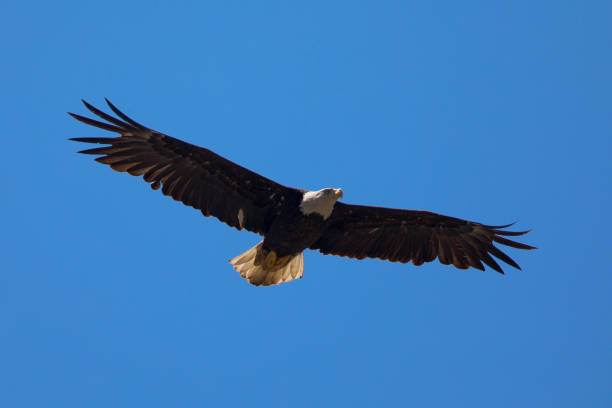 istock Bald eagle flying, seen in the wild in  North California 678340876
