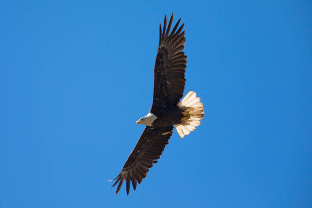 istock Bald eagle flying, seen in the wild in  North California 678340888