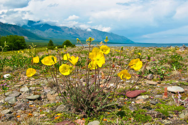 Alpine poppy on lake Baikal. Flowering of poppies in june.