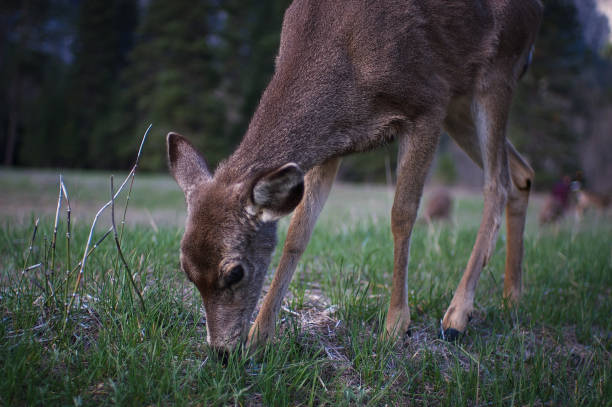 istock Deer in the Forest, Yellowstone National Park 678349586