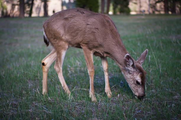 istock Deer in the Forest, Yellowstone National Park 678349630