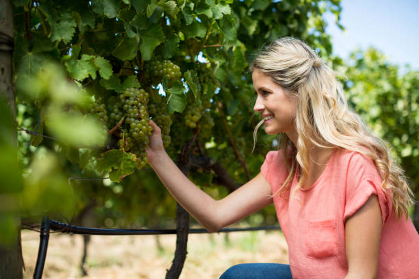 istock Smiling woman holding grapes growing at vineyard 678355030