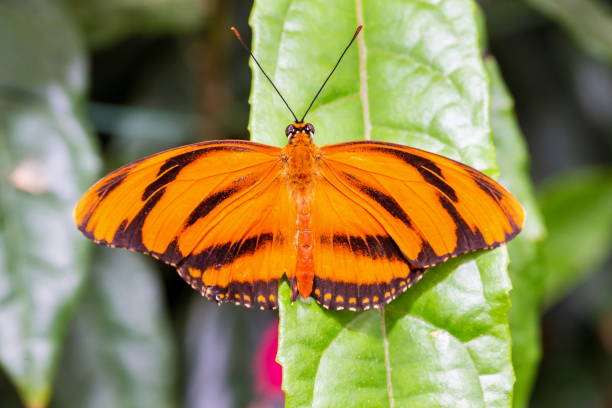 istock Golden Helicon Butterfly. 678356844