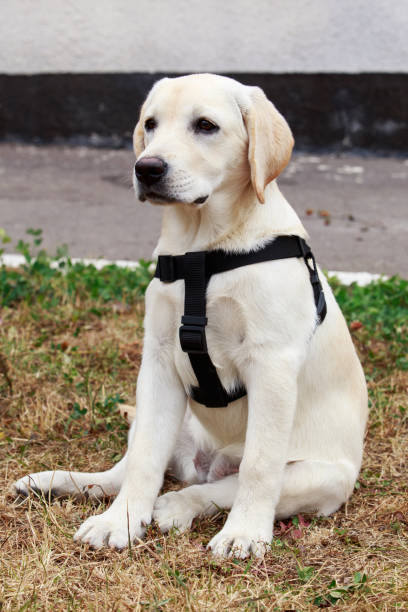 istock The puppy of labrador 678367556