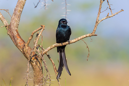 The fork-tailed drongo, also called the common, African , or savanna, is a species of the family Dicruridae, which are medium-sized birds of the Old World. It is native to the tropics and subtropics