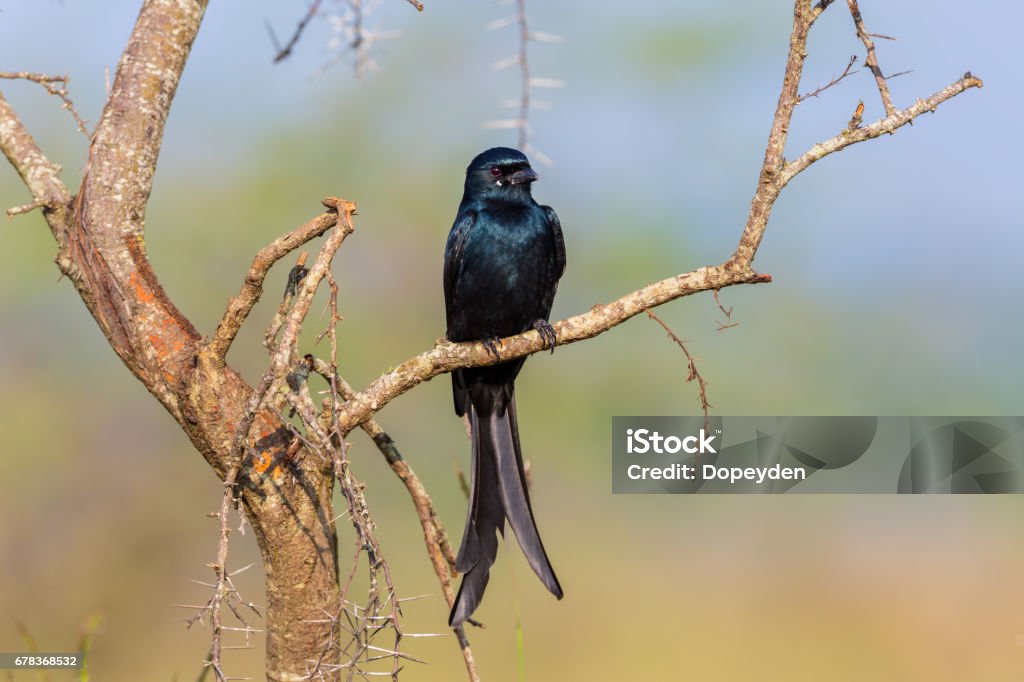 Dront Bird Fork Tailed Drongo Stock Photo - Download Image Now - Animal, Animal ...