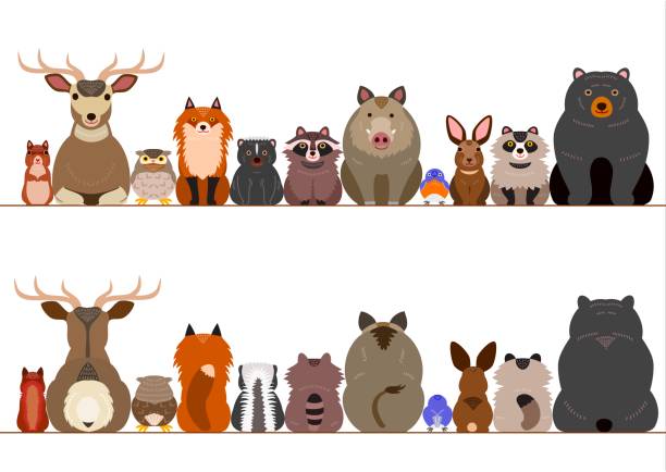 illustrazioni stock, clip art, cartoni animati e icone di tendenza di animali bosco bordo set - activity animal sitting bear