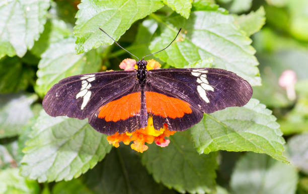 istock Golden Helicon Butterfly. 678371802