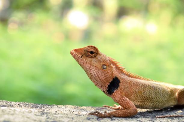 istock Close - up Thai chameleon on wall with natural green background 678374744