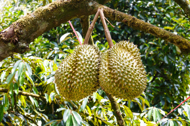 istock Mon Thong durian, king of tropical fruit on tree 678374850