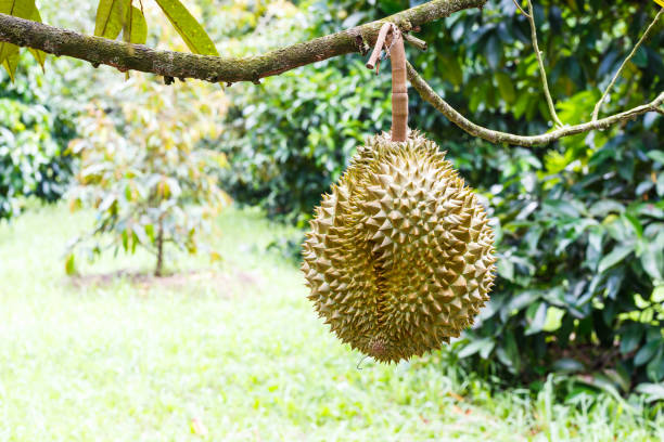 istock Mon Thong durian, king of tropical fruit on tree 678375260