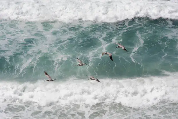 Squadrons of Pelicans soaring over the ocean