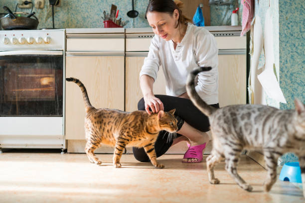 istock Young woman with two cats in the kitchen 678378486