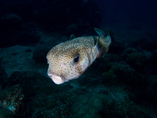 istock Close up of a porcupine fish 678380950