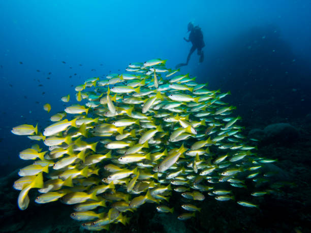istock A school of bigeye snappers 678381810
