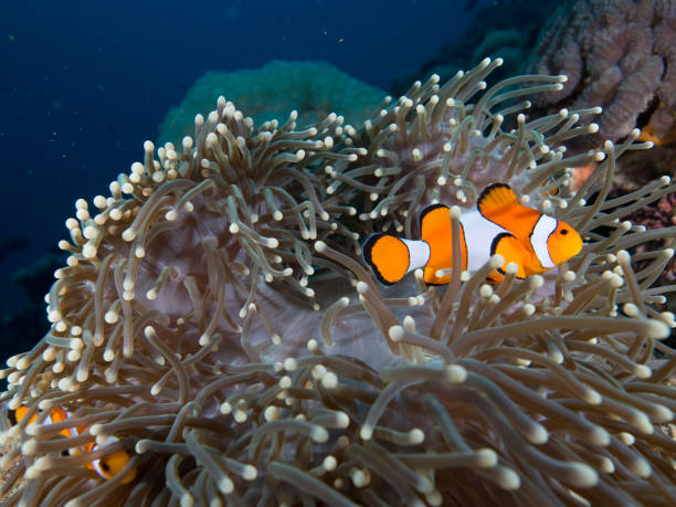 istock Clown fish, Amphiprion ocellaris, in its anemone 678381852