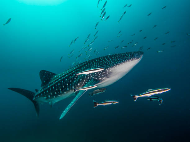istock Whale shark with an entourage. 678382040
