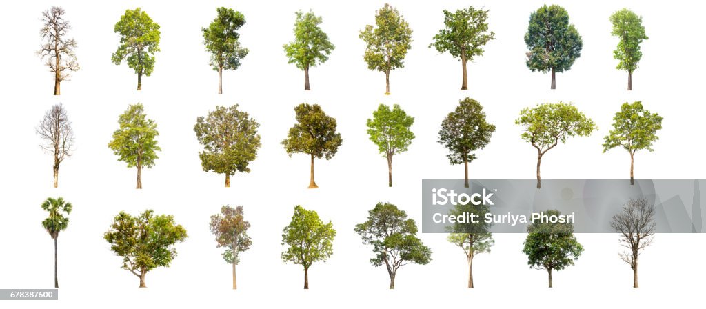 collections green tree isolated. green tree  isolated on white background. Cut Out Stock Photo