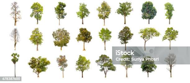 Collections Green Tree Isolated Green Tree Isolated On White Background Stock Photo - Download Image Now