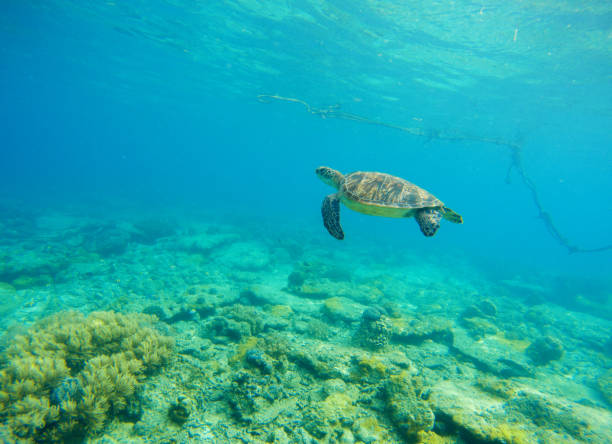 istock Wild turtle swimming underwater in blue tropical sea. 678399570