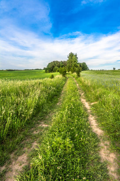 istock Rural road, field and sky, grass with cornflowers, summer landscape 678402094