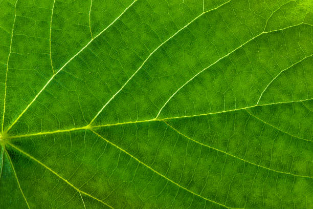 verse groene blad textuur, leaf macro achtergrond - eikenblad fotos stockfoto's en -beelden