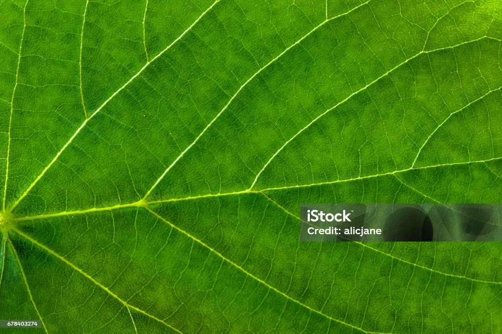 Fresh green leaf texture, leaf macro background Leaf Stock Photo