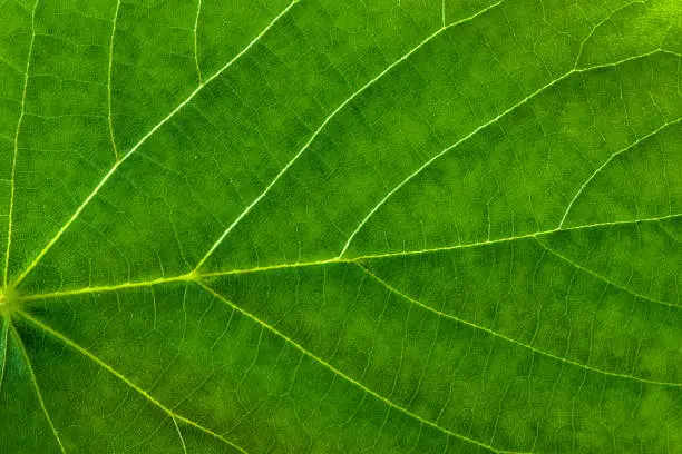 Leaves Texture Pictures | Download Free Images on Unsplash