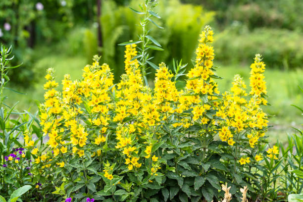 bellissimi fiori estivi in giardino - sciolti gialli, (lysimachia punctata) - punctata foto e immagini stock