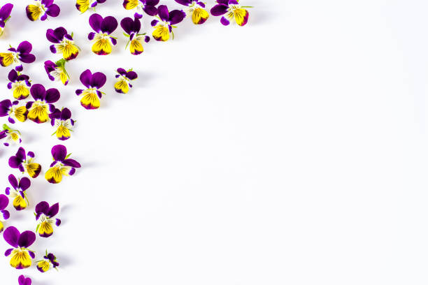 istock Pansy flowers, summer wildflowers on white background, overhead 678405662