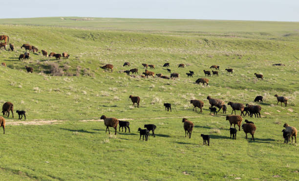 istock Sheep in the pasture in the open air 678413540
